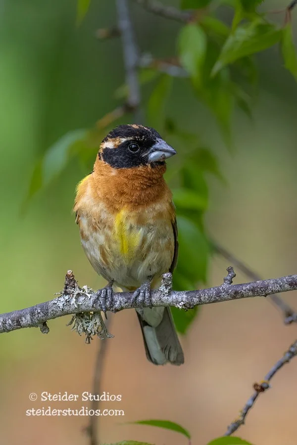 Steider Studios.Black-headed Grosbeak.6.16.22-2.jpg