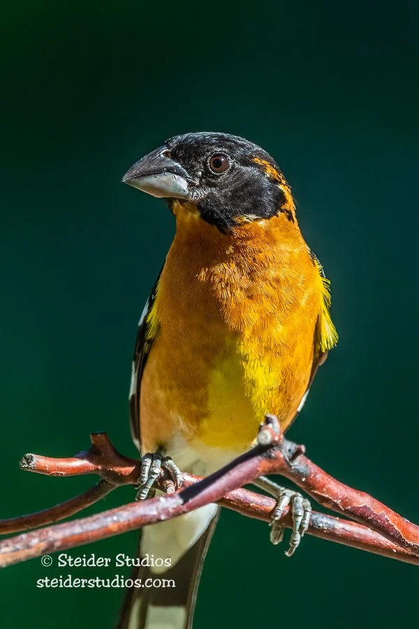 Steider Studios.Black-headed Grosbeak.6.22.20.jpg