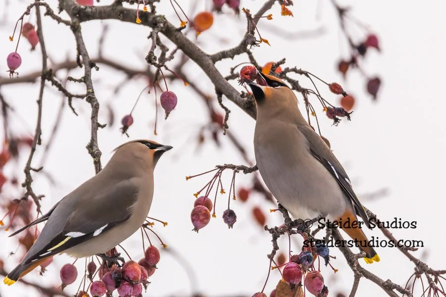 Steider Studios.Bohemian  Waxwing.12.18.16.jpg