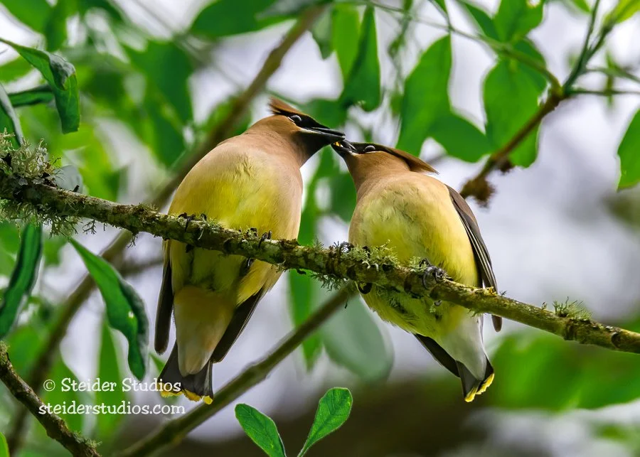 Steider Studios.Cedar Waxwings.5.11.15.jpg
