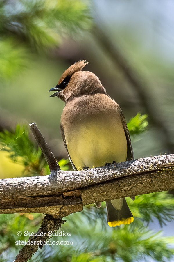 Steider Studios.Cedar Waxwing.6.20.22-3.jpg