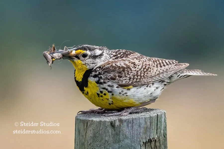 Steider Studios.Meadowlark.7.1.20.jpg