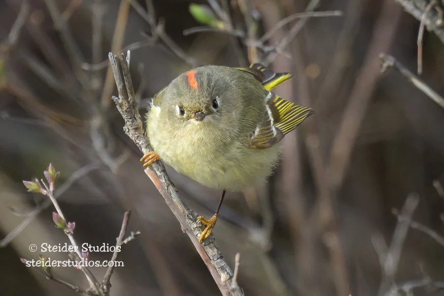 Steider Studios.Kinglet.Conboy.4.20.23.jpg
