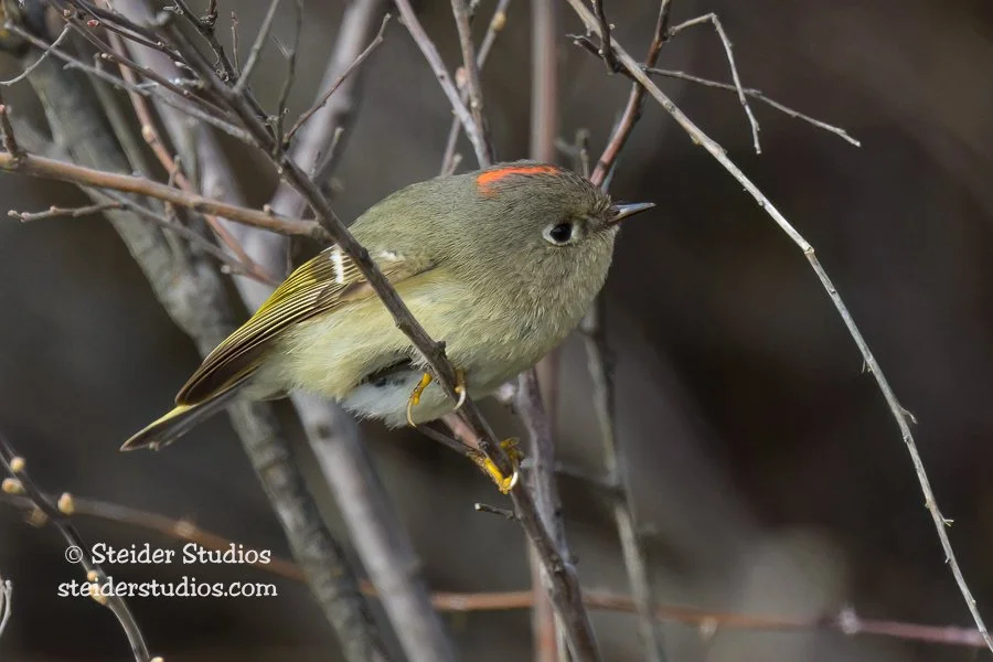 Steider Studios.Kinglet.Conboy.4.20.23-3.jpg