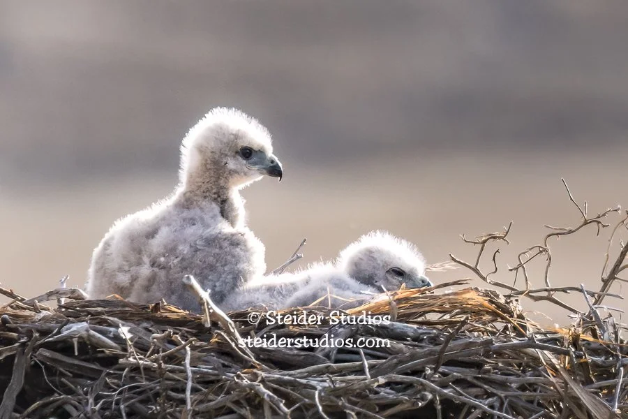 Steider Studios.RTH Siblings.6.3.17-2.jpg
