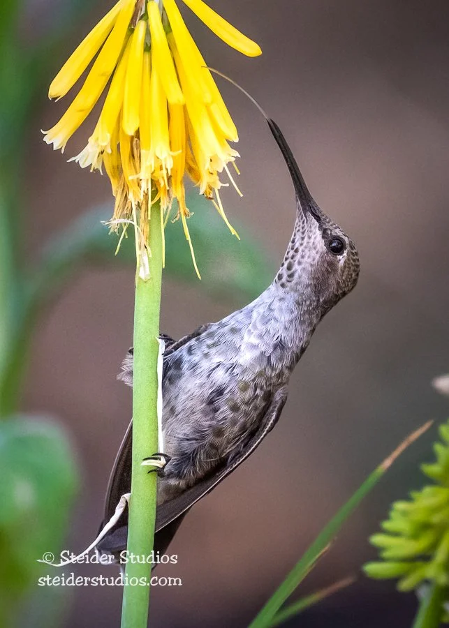 Steider Studios.Anna's Hummingbird.6.28.21.jpg