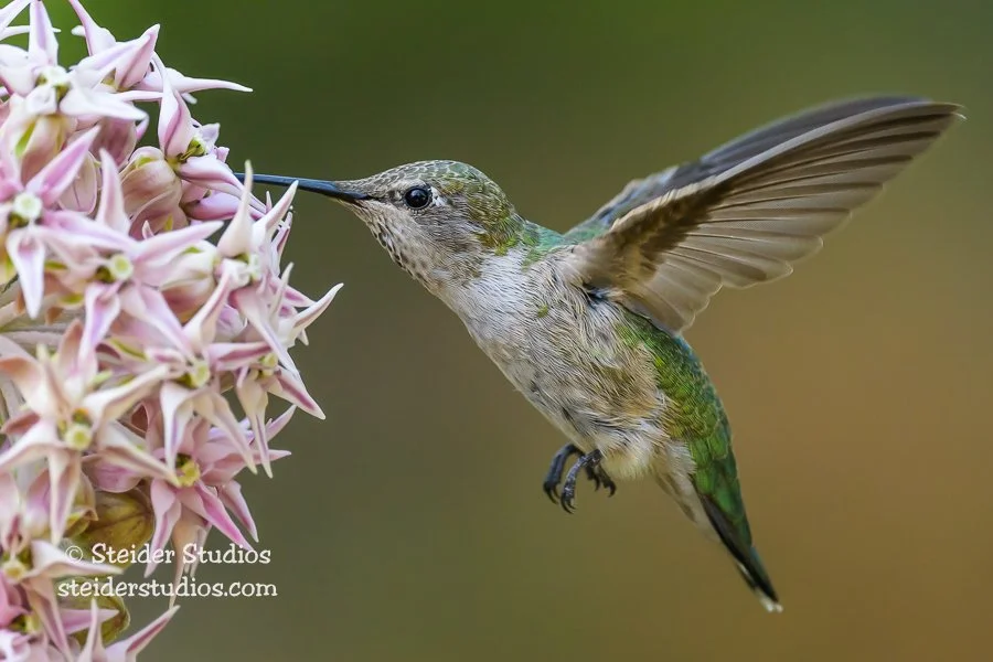 Steider Studios.Anna's Hummingbird.7.3.23-8.jpg