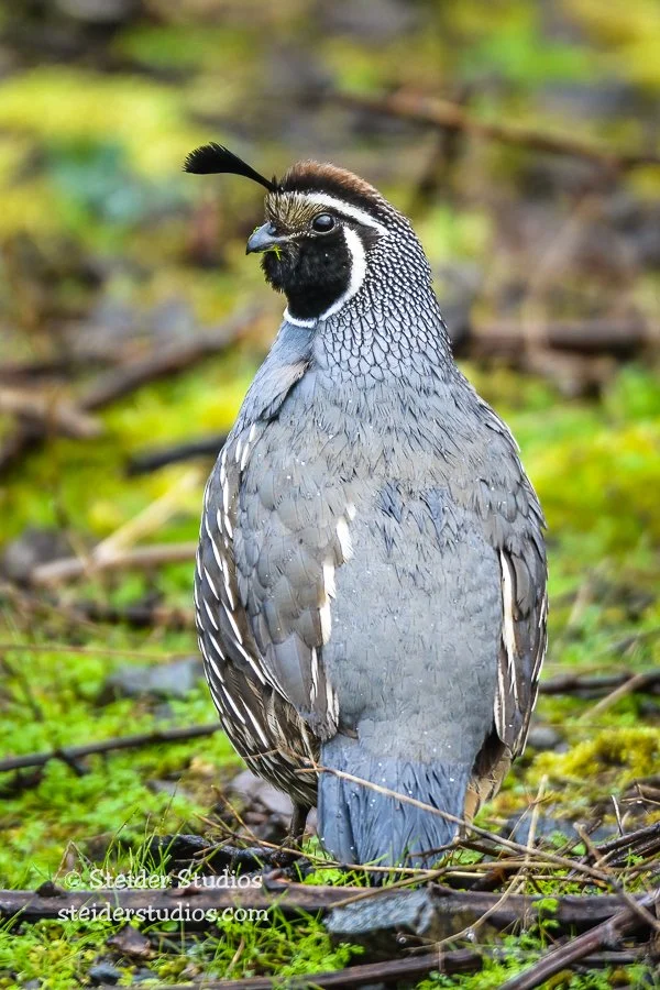 Steider Studios.Quail.3.13.16.jpg