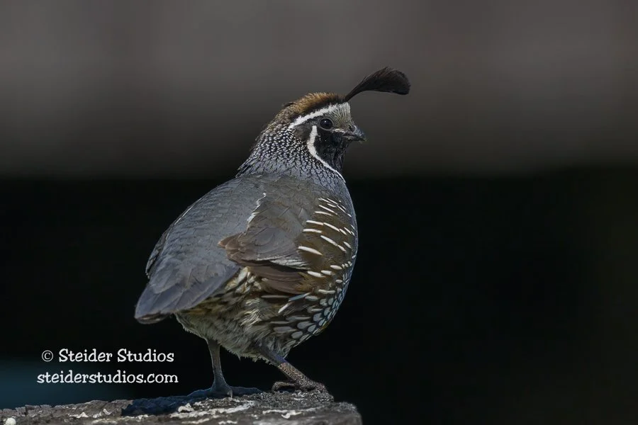 Steider Studios.Quail.Conboy.6.13.23.jpg