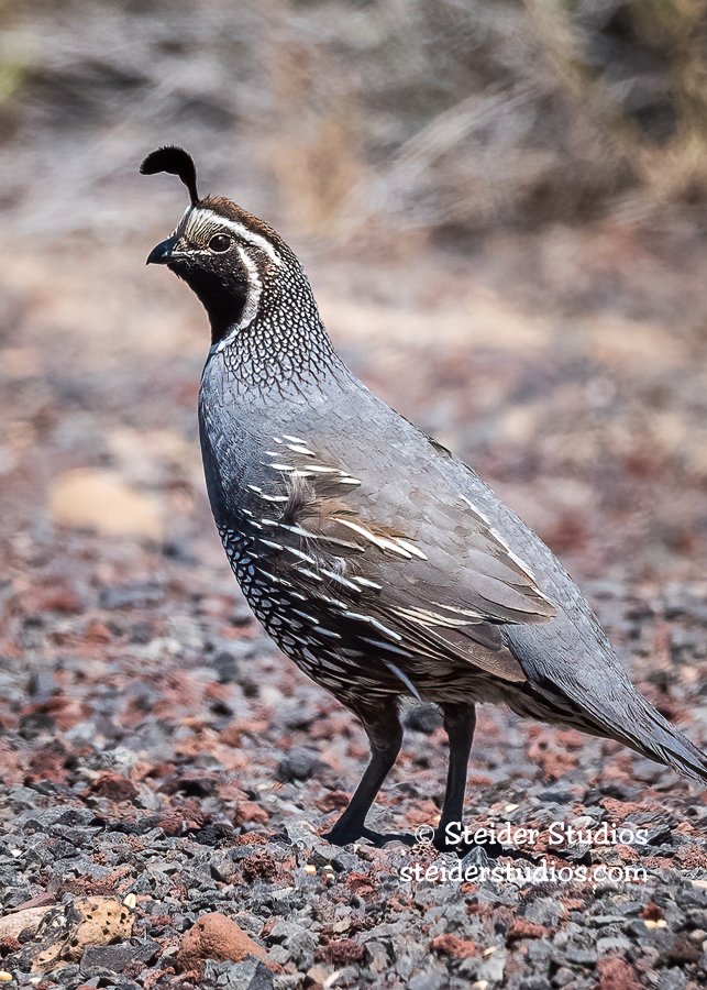 Steider Studios.CA Quail.E OR.7.7.20.jpg