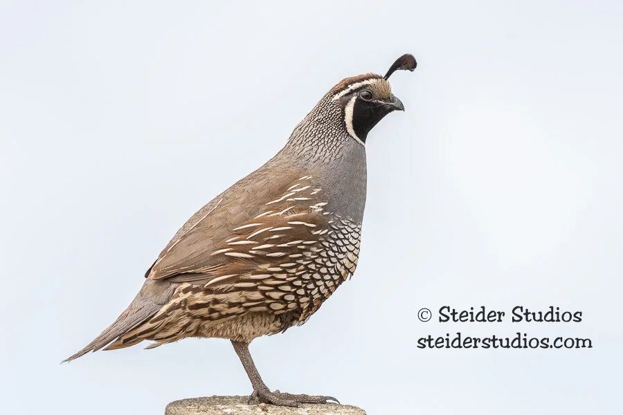 Steider Studios.CA Quail.Pt Reyes.5.18.18.jpg