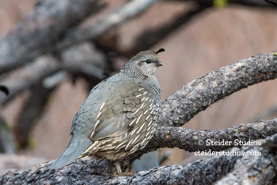 Steider Studios.CA Quail.KFalls.2.20.18.jpg