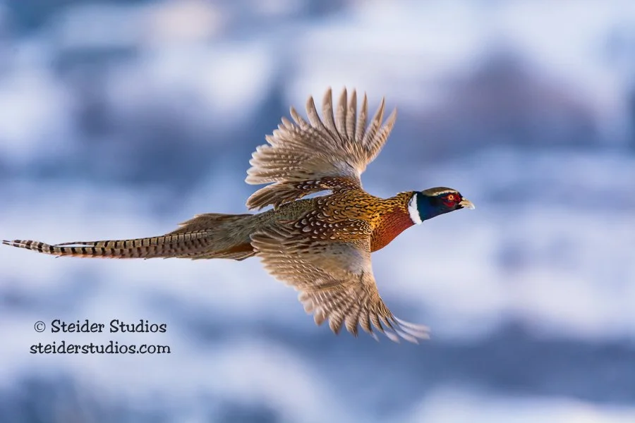 Steider Studios.Pheasant.12.16.16.jpg