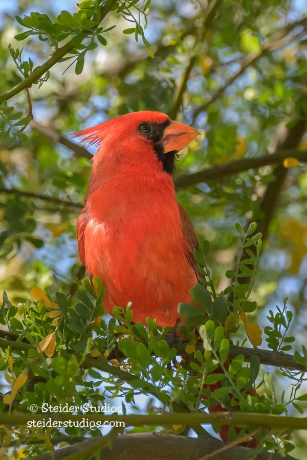 Steider Studios.Northern Cardinal.5.5.23-2.jpg