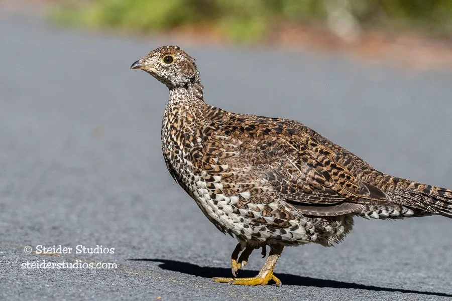 Steider Studios.Grouse.9.21.21-3.jpg