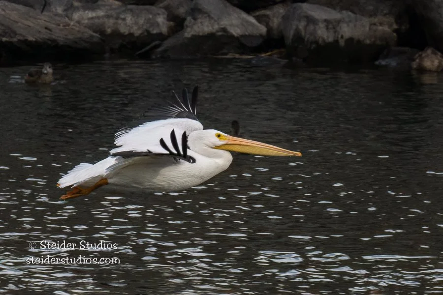 Steider Studios.Pelican.1.14.23-3.jpg