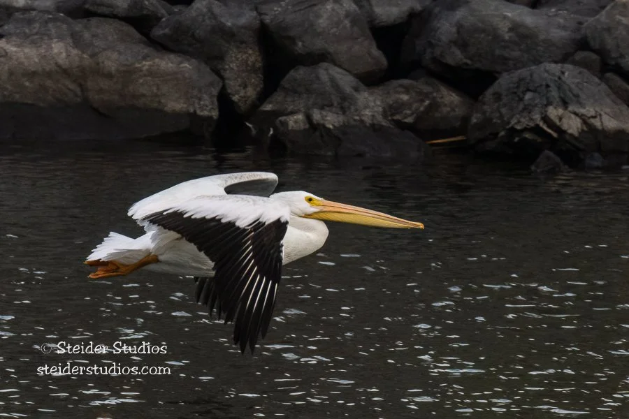 Steider Studios.Pelican.1.14.23-4.jpg