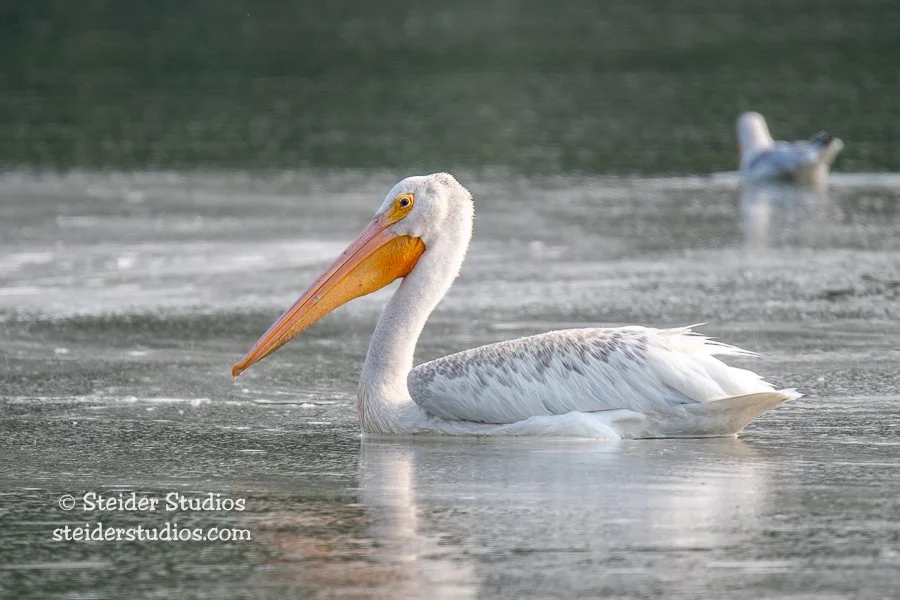 Steider Studios.American Pellican.7.29.18.jpg