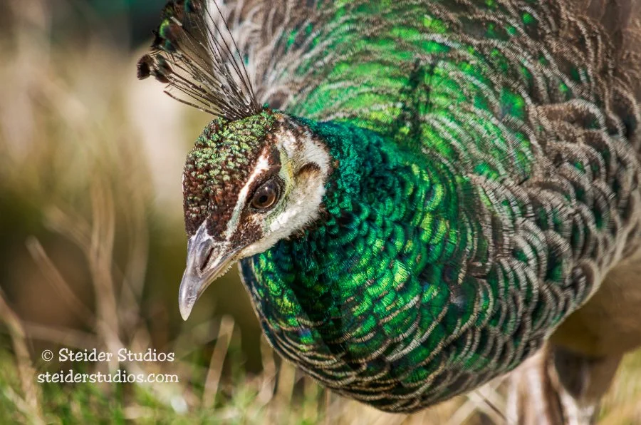 Steider Studios.Peacock.12.26.13-2.jpg