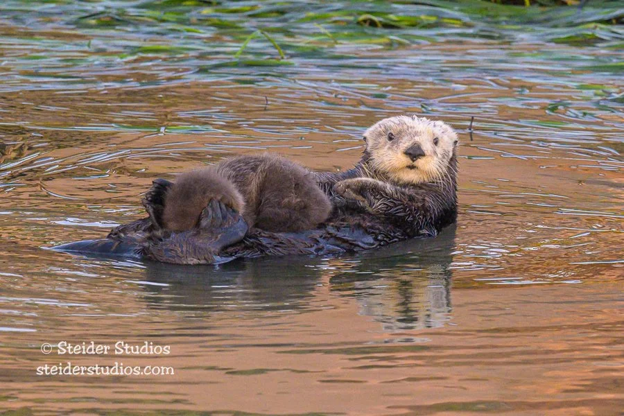 Steider Studios.Sea Otter with Pup.1.22.23-3.jpg