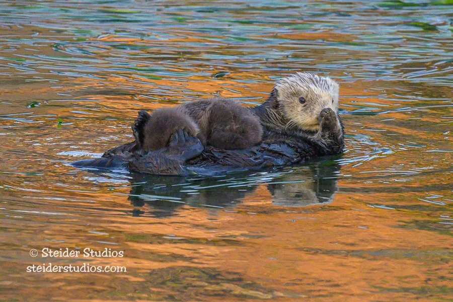 Steider Studios.Sea Otter with Pup.1.22.23.jpg
