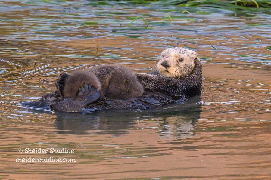 Steider Studios.Sea Otter with Pup.1.22.23-4.jpg