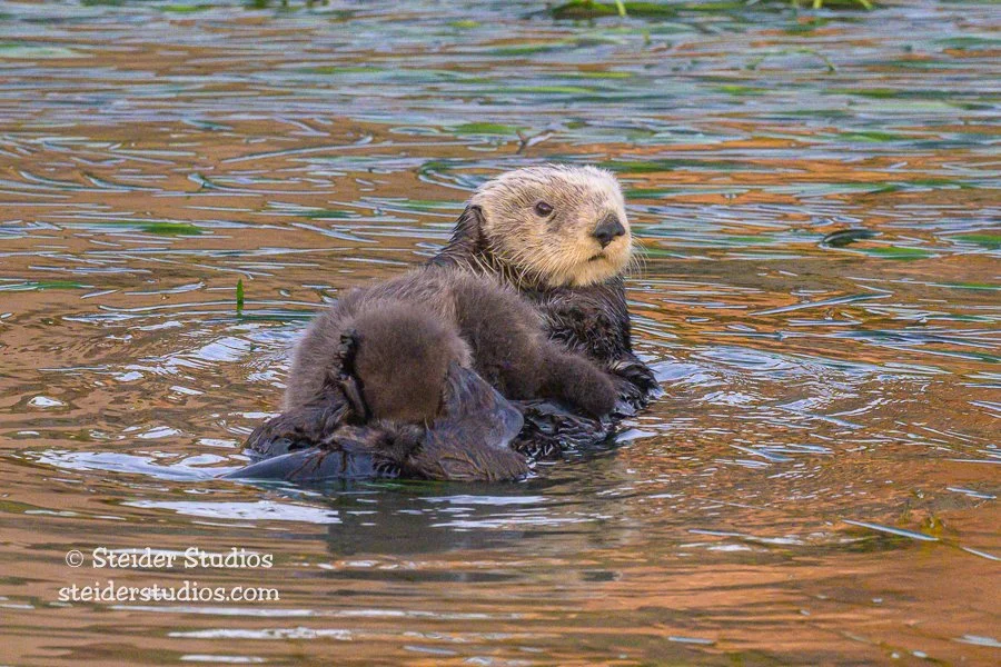 Steider Studios.Sea Otter with Pup.1.22.23-5.jpg