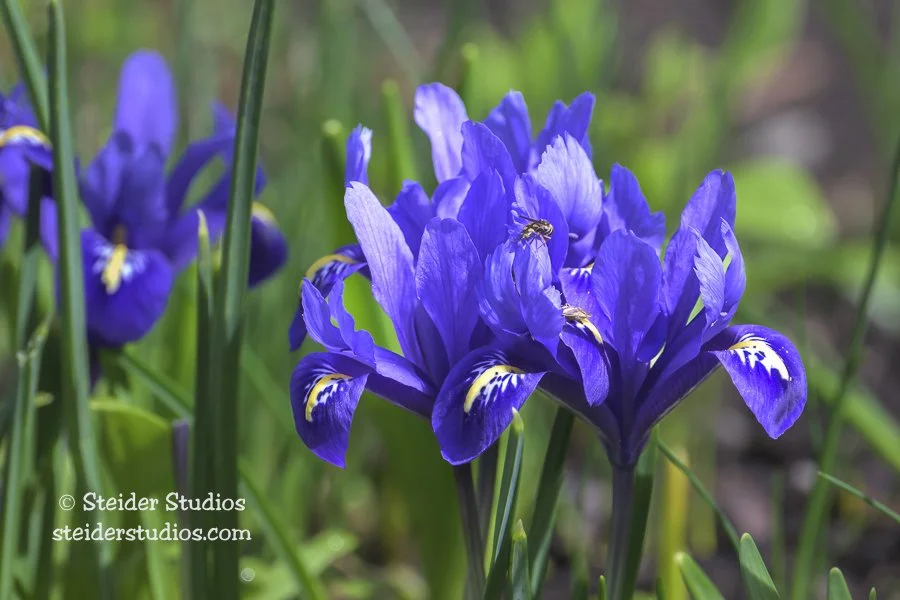 Steider Studios.Iris.Bee.3.26.25.jpg