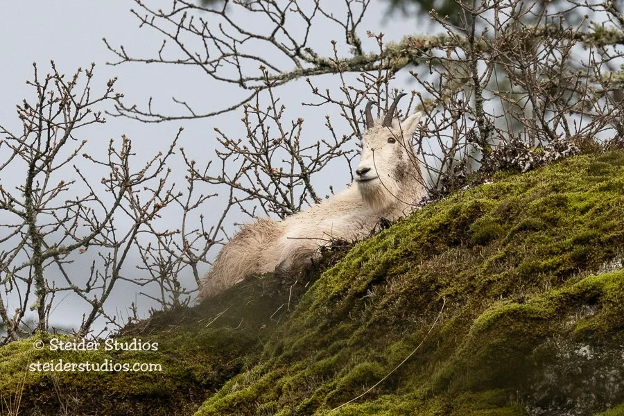 Steider Studios.Mountain Goat.1.3.21.jpg