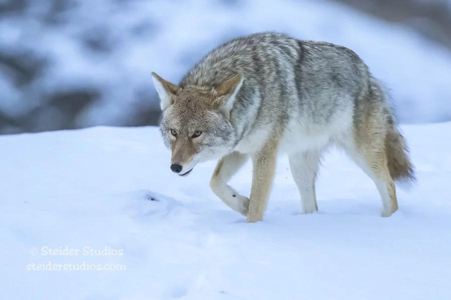 Steider Studios.Coyote.12.9.25.jpg