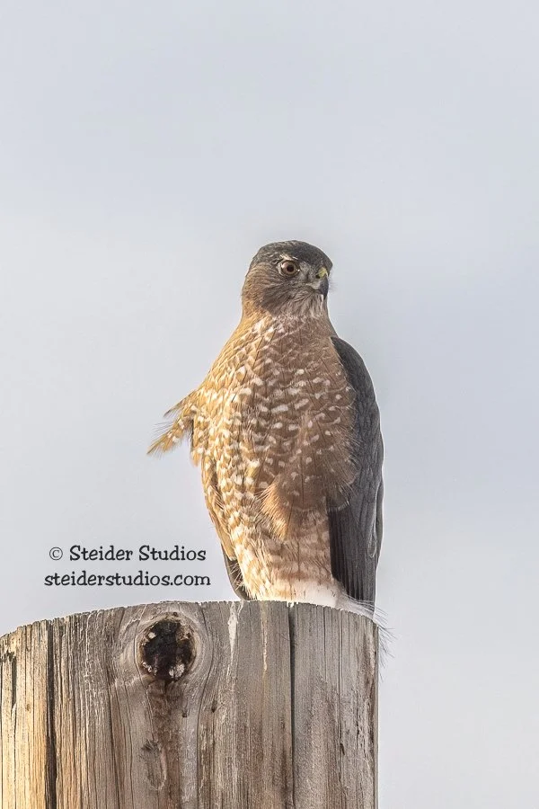 Steider Studios.Cooper’s Hawk.11.23.19.jpg