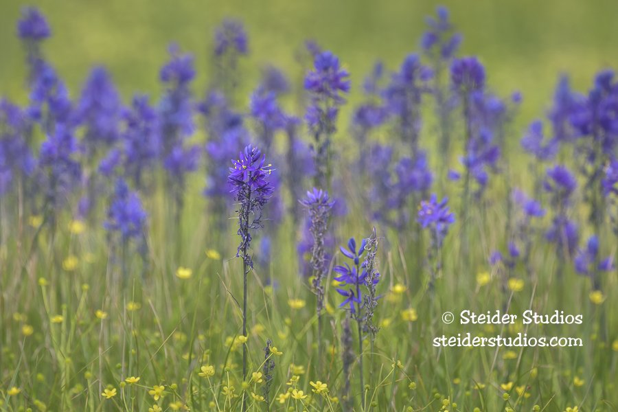 Steider Studios.Camas.5.18.25.jpg