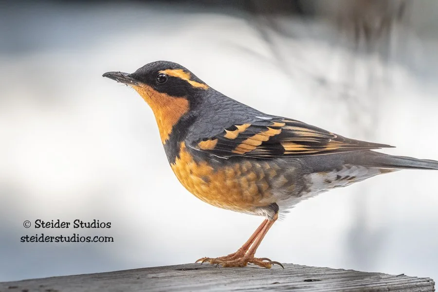 Steider Studios.Varied Thrush.2.17.21.jpg