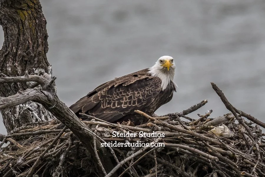 Steider Studios.BAEA.DockGr.5.30.17.jpg