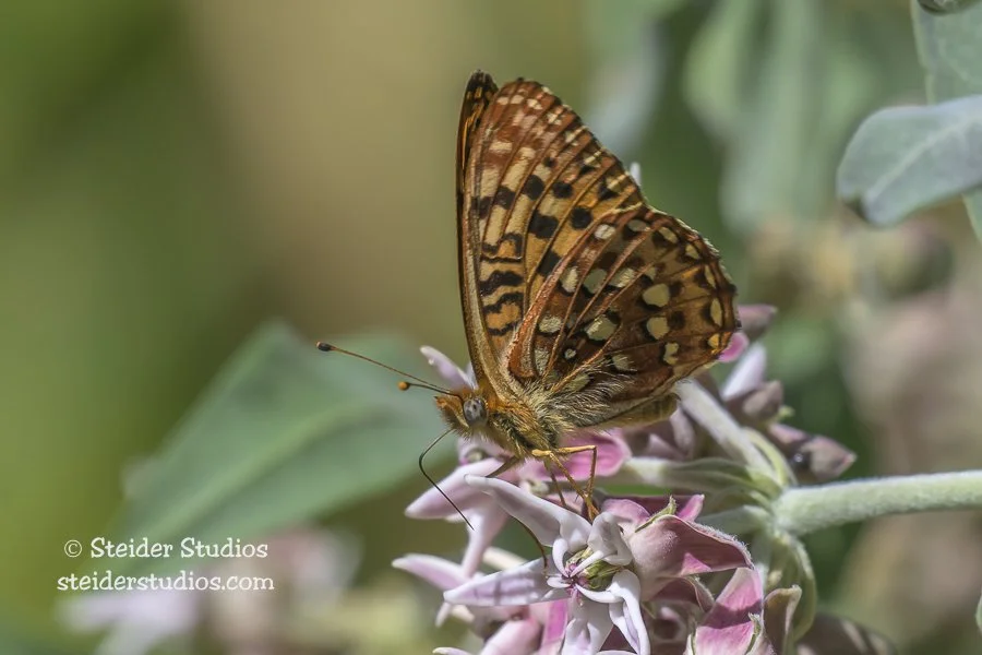 Steider Studios.Checkerspot on Milkweed.7.9.24.jpg