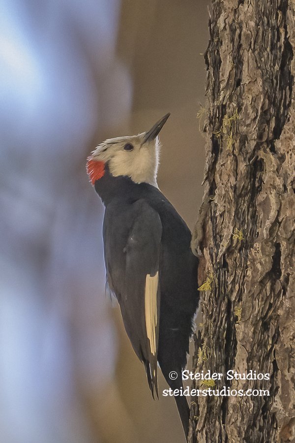 Steider Studios.White-headed Wooodpecker.4.22.25.jpg