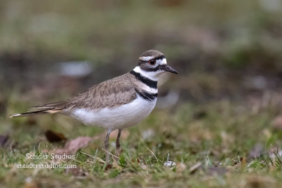 Steider Studios.Killdeer.1.14.23.jpg