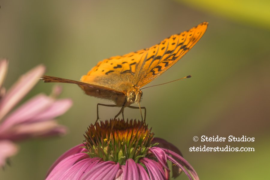 Steider Studios.Meadow Fritillary.7.16.25.jpg