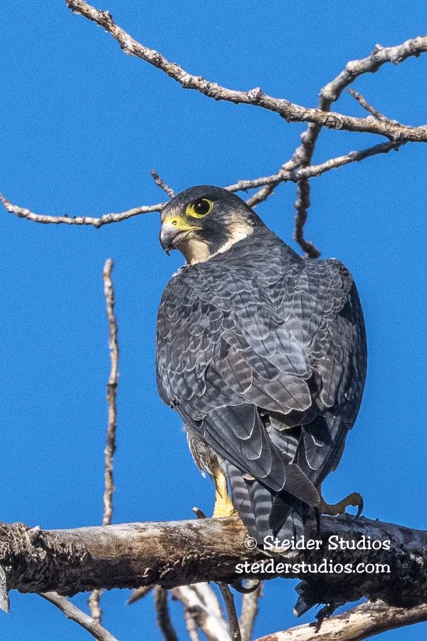 Steider Studios.Peregrine Falcon.9.5.21-3.jpg