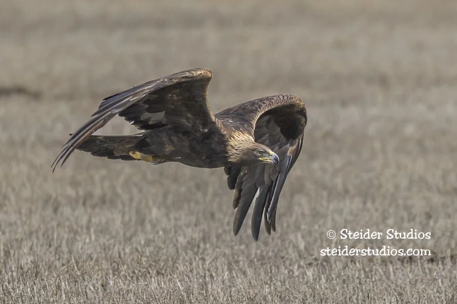 Steider Studios.Golden Eagle.2.25.26-3.jpg