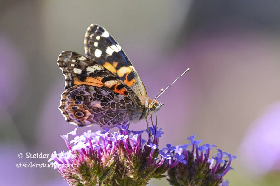 Steider Studios.Painted Lady.9.18.12.jpg