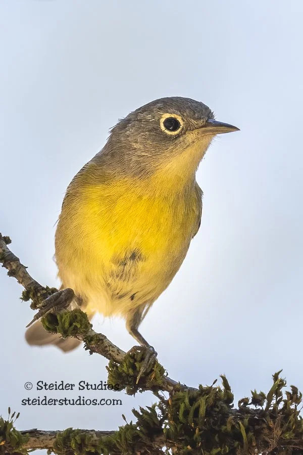 Steider Studios.Nashville Warbler.Wyeth.7.13.20.jpg