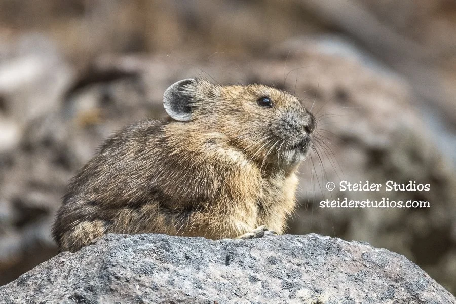 Steider Studios.Pika.10.1.18-4.jpg