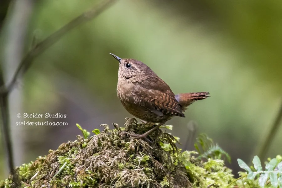 Steider Studios.Birding.3.23.17-2.jpg