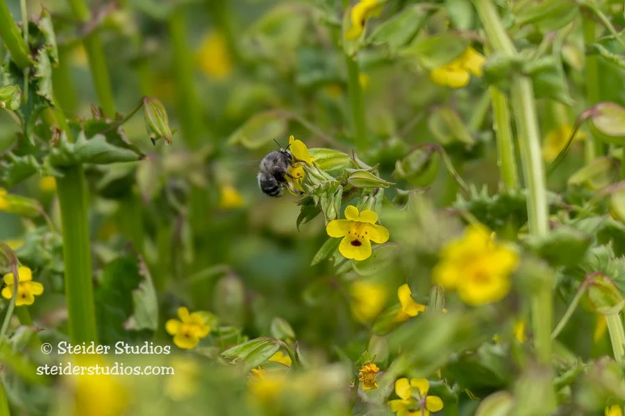 Steider Studios.Monkey Flower with Bee.5.4.16.jpg