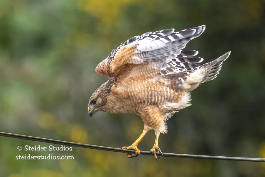 Steider Studios.RSHA.CA.5.17.18.jpg