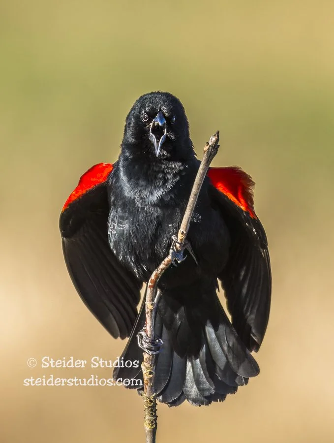 Steider Studios.Red-winged Blackbird.Ridgefield.2.9.16-2.jpg