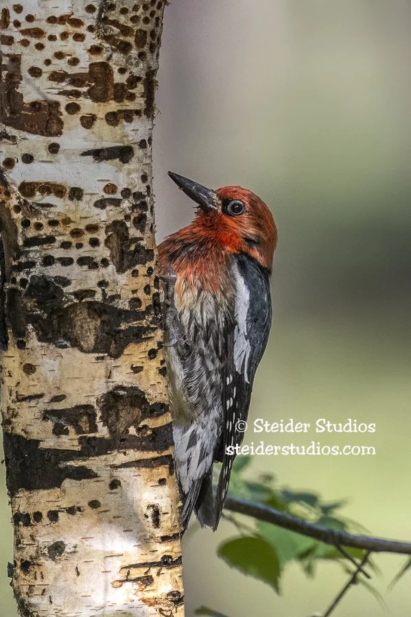 Steider Studios.Sapsucker.6.20.22.jpg
