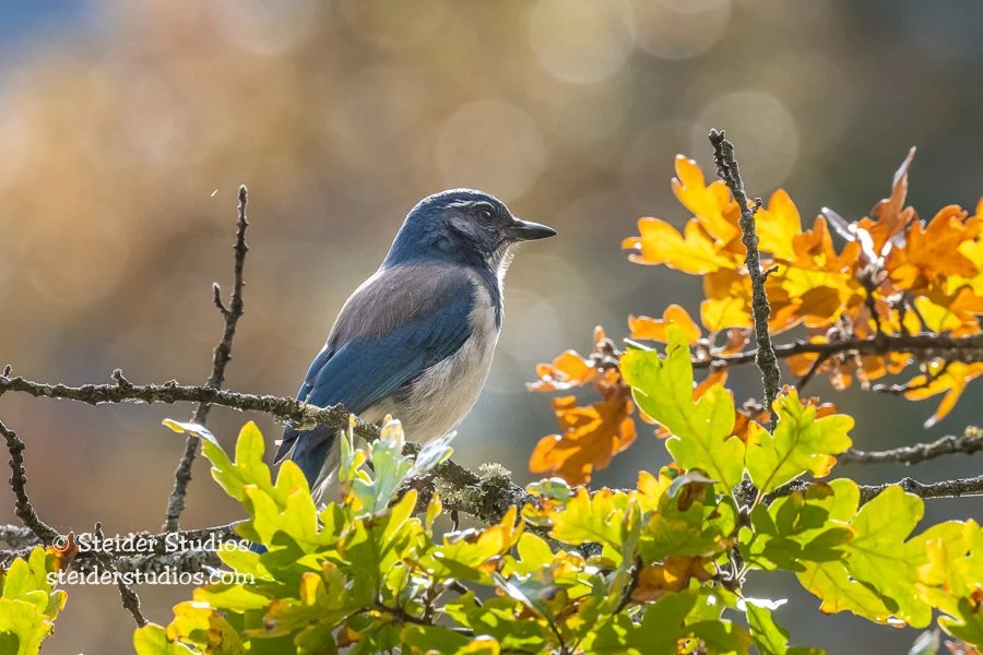 Steider Studios.11.Nov.Scrub Jay.11.11.20.jpg