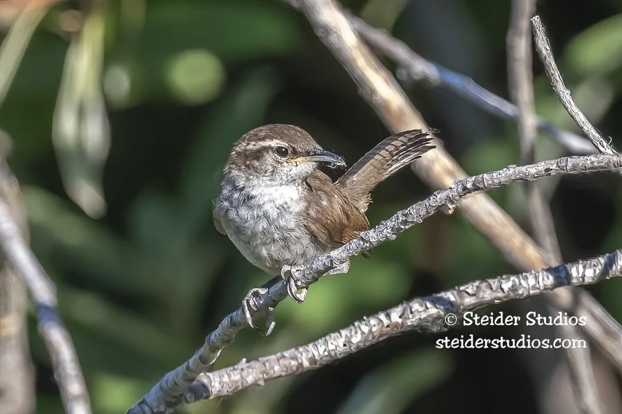 Bewick's Wren at Bingen Marina